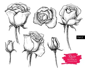 Vector hand drawn botanical rose set. Engraved collection