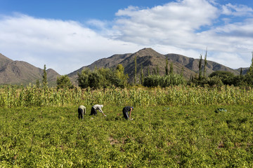 Naklejka premium Cachi Adentro in Salta, northern Argentina