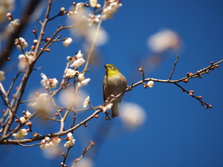 小春日和な陽射しを浴びるメジロ