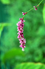 розовый цветок