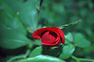 красная роза