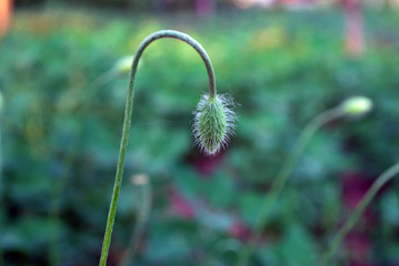 зелёный бутон