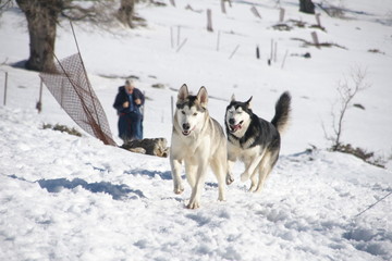 Fototapeta na wymiar perros nórdicos en la nieve