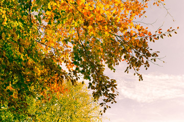 Beautiful fall tree branches, bright background