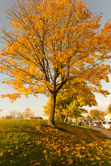 Beautiful and bright,  maple tree with orange leaves in Autumn