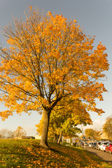 Beautiful and bright,  maple tree with orange leaves in Autumn