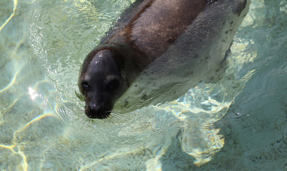 aquarium