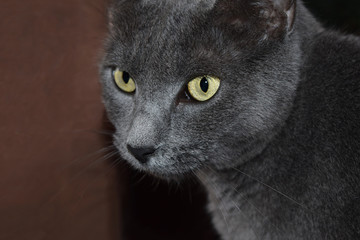 Close Up of Grey Cat with Yellow Eyes