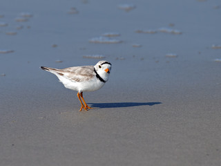 Piping Plover on the Beach