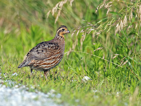 Northern Bobwhite