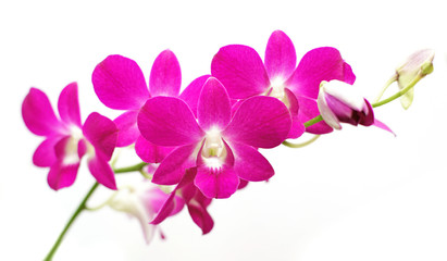 Naklejka na ściany i meble beautiful orchid flower isolated on white
