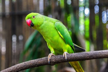 Deurstickers Papegaai Groene papegaai