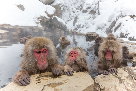 露天風呂のおさるさん　Japanese monkey of the hot spring