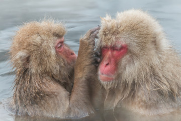 露天風呂のおさるさん　Japanese monkey of the hot spring