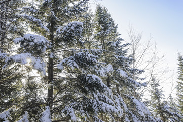 Frosty morning in the forest.
Far Eastern taiga, in November, the first snow, frosty morning.