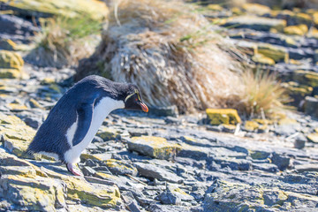 Rockhopper Penguin on rocks in colony