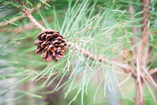 Branch of tree with pine cones