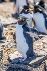 Rockhopper Penguin posing on rock in colony.
