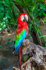 Red Macaw
