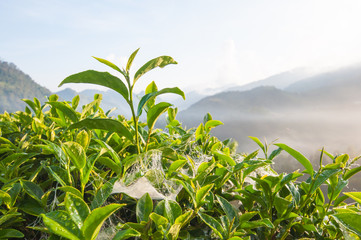 Tea leave in the field