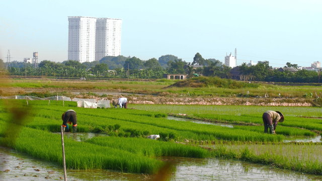 Dolly shot of rice farmers working in rice paddy fields as urban growth develops near rural land displacing people as economies grow in all parts of the world.