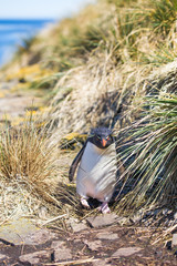 Rockhopper Penguin coming through grass in colony