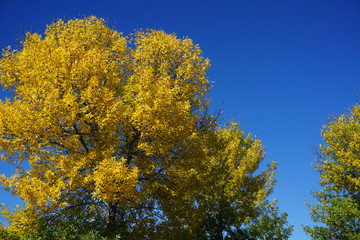 Fototapeta na wymiar autumn yellow tree against blue sky