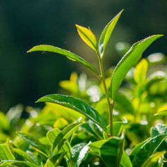 Tea leave in the field