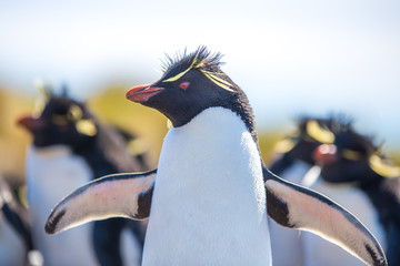 Rockhopper Penguin Close up.