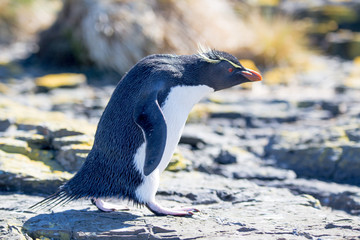 Rockhopper Penguin striding into colony