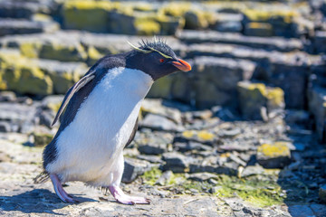 Rockhopper Penguin walking in colony