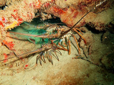 Caribbean Crayfish