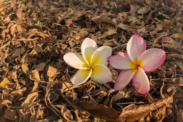 Concept of FRESH AND DRY the  flowers plumeria on the ground covered with dry leaf and background of autumn and winter season mood