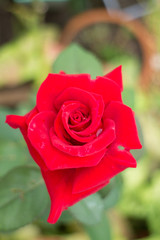Beautiful red rose blooming in garden
