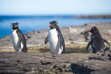 Three Rockhopper Penguins in colony