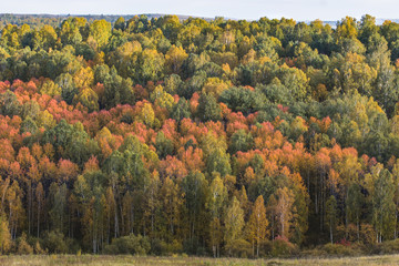 Obraz premium Autumn forest