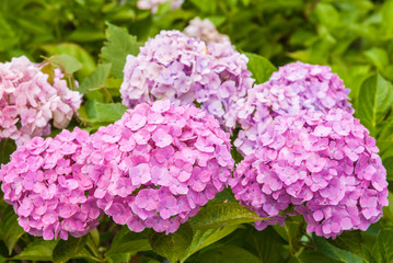 Hydrangea flowers