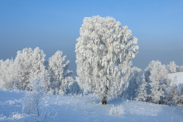 Winter landscape
