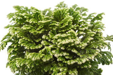 Selaginella