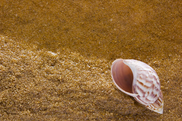 Sea shell on the sea sand