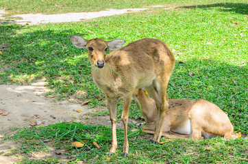 Eld's deer also known as the thamin or brow-antlered deer.