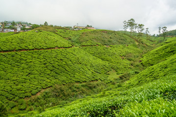 Tea plantations munnar india