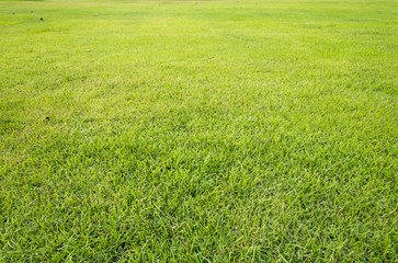 Obraz na płótnie Canvas green grass yard, playground