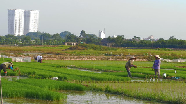 Pan up from water to farmers working on their rice fields as new skyscrapers are revealed in the background encroaching on rural agricultural land 