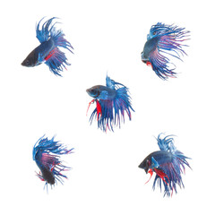 Obraz premium Collection Group of blue siamese fighting fish, Betta splendens fish on white background
