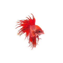 orange red siamese fighting fish, betta splendens isolated on white background