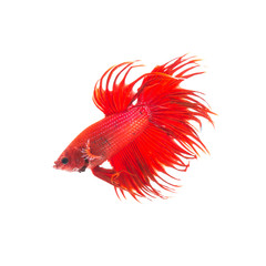 orange red siamese fighting fish, betta splendens isolated on white background