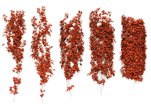 red ivy leaves in autumn.
Autumn leaves isolated on the white background.