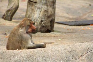 The portrait of a single monkey