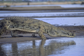 Coccodrillo del Nilo - Nile Crocodile (Crocodylus niloticus) sul fiume Rufiji del Selous Game Reserve in Tanzania
